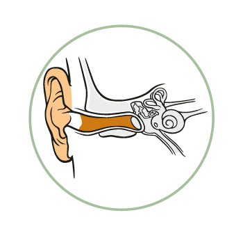 Struttura orecchio esterno