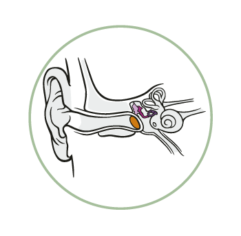 Struttura orecchio medio